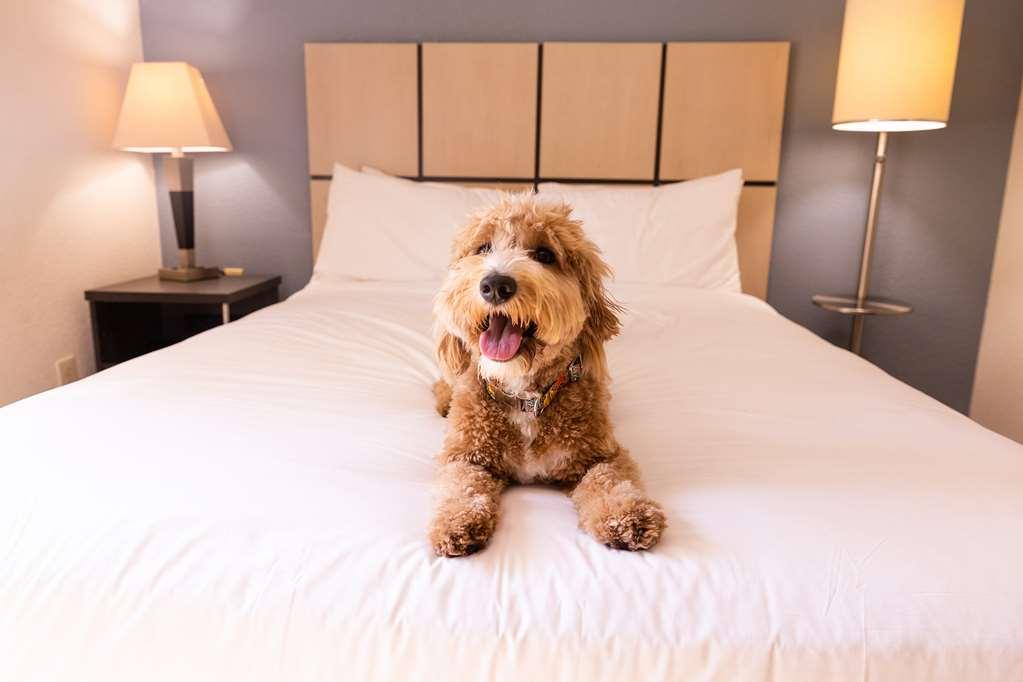 Sonesta Simply Suites Las Vegas Convention Center Номер фото